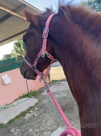 Stalloncino arabo