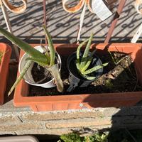 Aloe vera in vaso