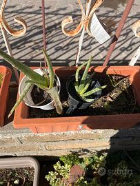 Aloe vera in vaso