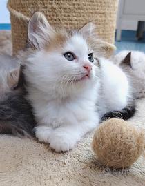 Gattino siberiano
