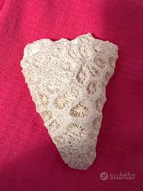 Fossile