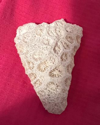 Fossile