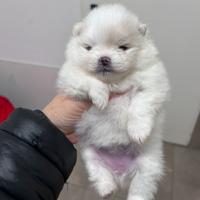 Spitz tedesco nano Pedegree Enci