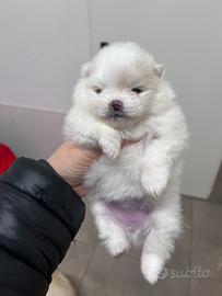 Spitz tedesco nano Pedegree Enci