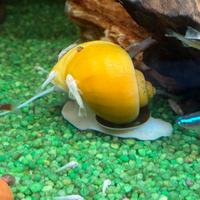 Lumaca ampullaria gold