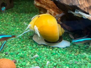 Lumaca ampullaria gold