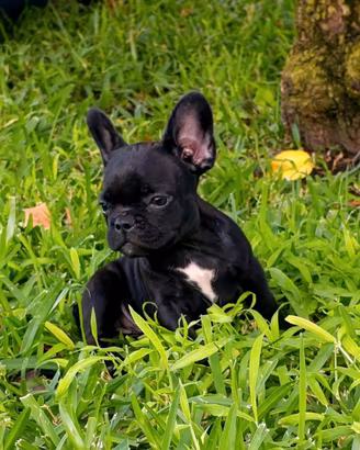 Bulldog francese