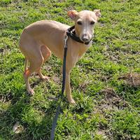 Piccolo levriero italiano