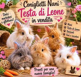 Coniglietti nani testa di leone