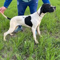 Pointer maschio cucciolo