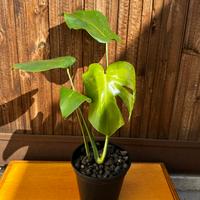 Monstera Deliciosa “Gigante”