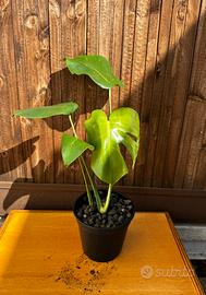 Monstera Deliciosa “Gigante”