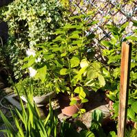 Ortensia in vaso, colore rosa