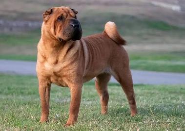Shar pei femmina regal0