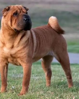 Shar pei femmina regal0