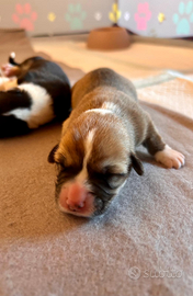 Adorabili cuccioli di pembroke corgi disponibili