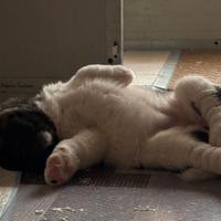 Cuccioli di Akita Americano