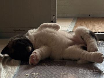Cuccioli di Akita Americano