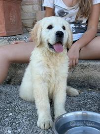 Golden Retriever cuccioli