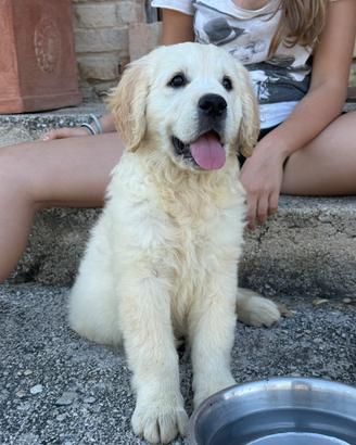 Golden Retriever cuccioli