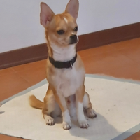Chihuahua disponibile per monta