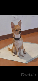 Chihuahua disponibile per monta