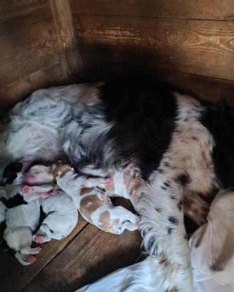 Cuccioli Epagneul Breton