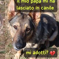 Willy (femmina) simil pastore cecoslovacco 6 anni