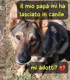 Willy (femmina) simil pastore cecoslovacco 6 anni