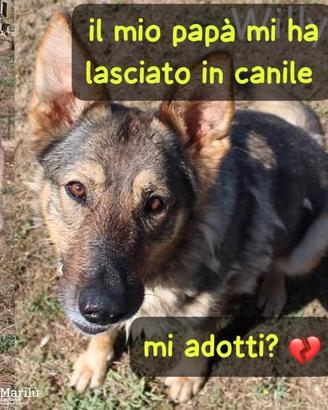 Willy (femmina) simil pastore cecoslovacco 6 anni