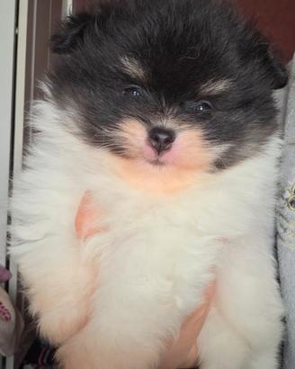 Spitz tedesco nano Pomerania con pedigree