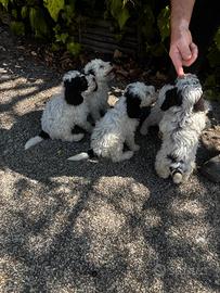 Lagotto