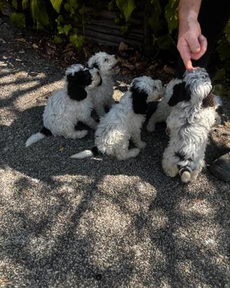 Lagotto