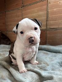 Cuccioli di pitbull (ukc)