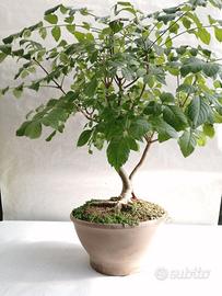 Bonsai frassino 
