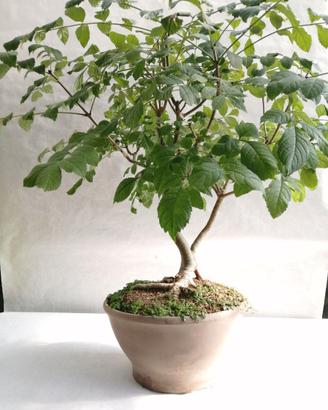 Bonsai frassino 