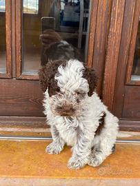 Cuccioli di lagotto romagnolo