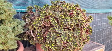 Begonia Tiger (Zampa di Tigre) esemplare GIGANTE