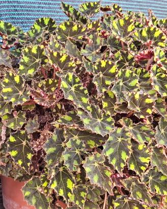 Begonia Tiger (Zampa di Tigre) esemplare GIGANTE