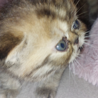 Gattini Persiani Esotici