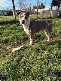 Pitbull UKC di 3 anni