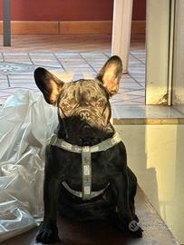 Bulldog francese