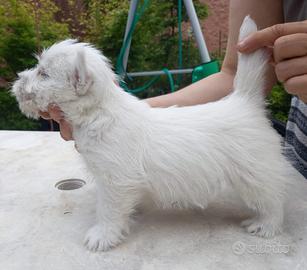 West Highland White terrier