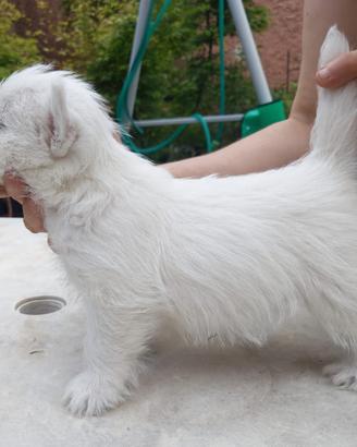 West Highland White terrier
