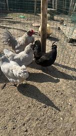 Pulcini di Araucana inglese