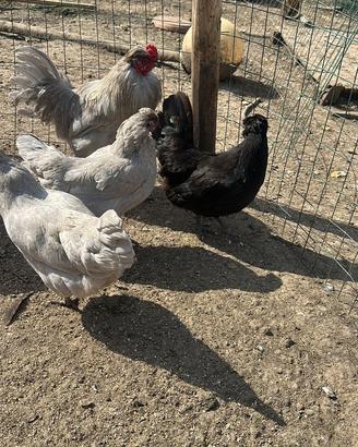 Pulcini di Araucana inglese
