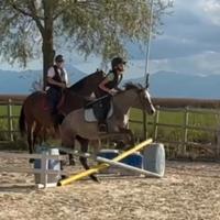 Pony