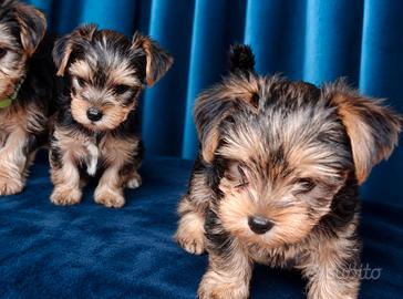 Yorkshire terrier