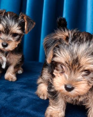 Yorkshire terrier