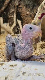 Grande alessandrino (Allevato a Mano)